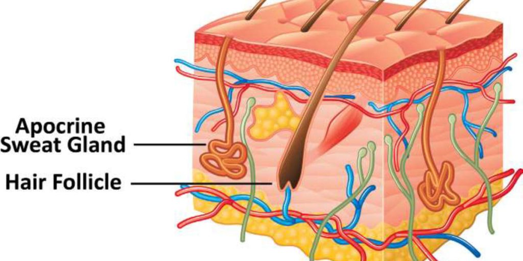Hidradenitis Suppurativa Awareness: Debunking Top 7 Myths About Hidradenitis Suppurativa (Hs) hs experts